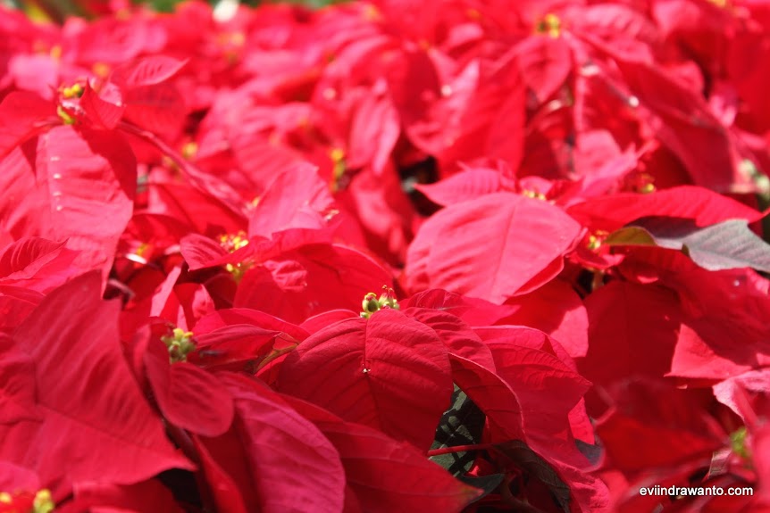 Kastuba merah tarian warna yang menggoda